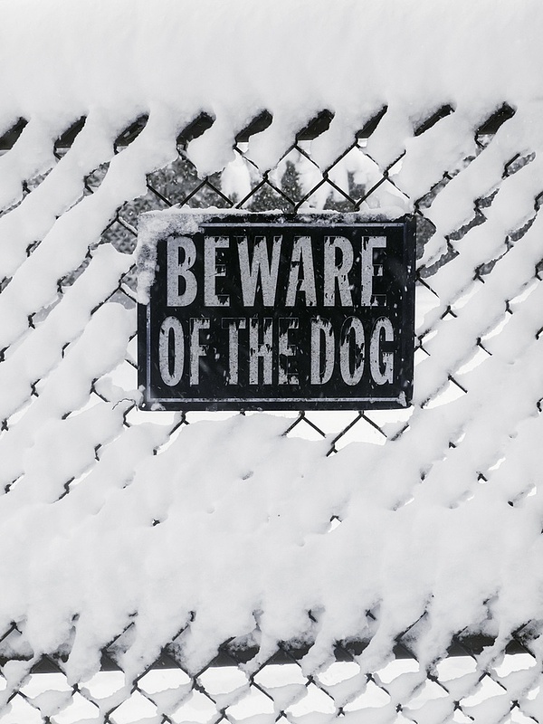 Pit Bull Attack in New Orleans Raises Concerns for Safety